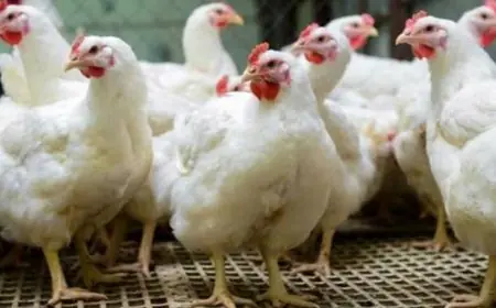 اسعار الفراخ البيضاء اليوم بورصة الدواجن الثلاثاء 11 يونيو 2024 ارتفاع جديد في اسعار الدواجن