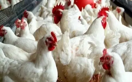 بورصة الدواجن اسعار الفراخ البيضاء اليوم الجمعة 17 مايو 2024 سعر كرتونة البيض