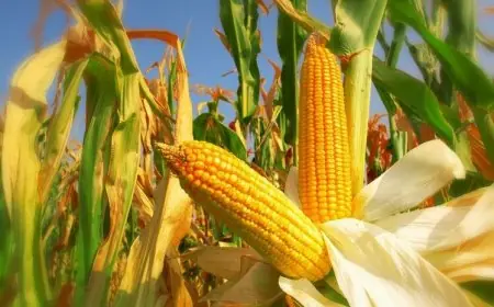 "الذرة الصفراء والبيضاء" .. أسعار الذرة اليوم الاحد 28 أبريل 2024  في جميع المحلات التجارية للمستهلك