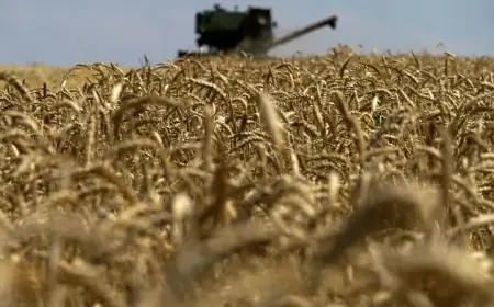 مصيلحي : فترة مسائية لاستلام محصول القمح المحلى من المزارعين