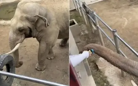 فيل ضخم يظهر لطفه بإعادة حذاء طفل في حديقة حيوان بالصين