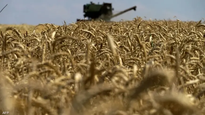 مصيلحي : فترة مسائية لاستلام محصول القمح المحلى من المزارعين
