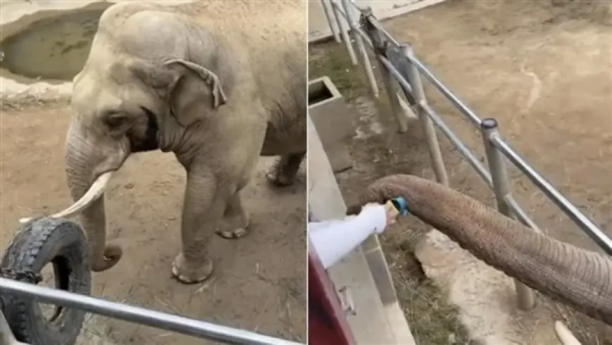 فيل ضخم يظهر لطفه بإعادة حذاء طفل في حديقة حيوان بالصين