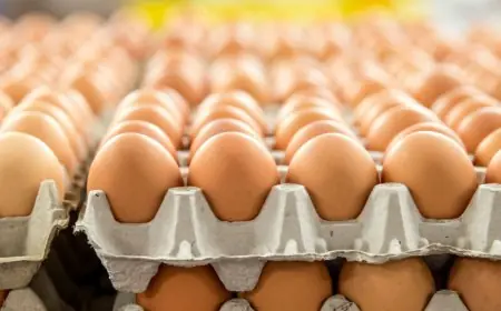 الكرتونة بكام .. سعر كرتونة البيض اليوم الخميس 2 مايو 2024 في ظل تراجع اسعار البيض والكتاكيت في مصر