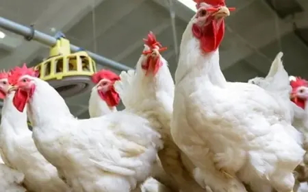 اسعار الفراخ اليوم بورصة الدواجن في مصر الجمعة 3 مايو 2024 تعرف على سعر كيلو البانيه