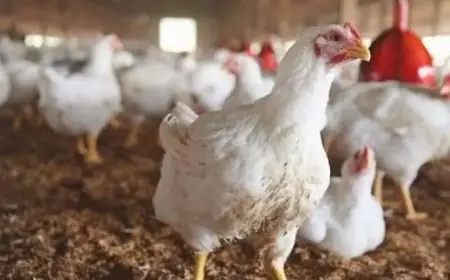 بورصه الدواجن اليوم اسعار الفراخ البيضاء في السوق واخر سعر كرتونة البيض