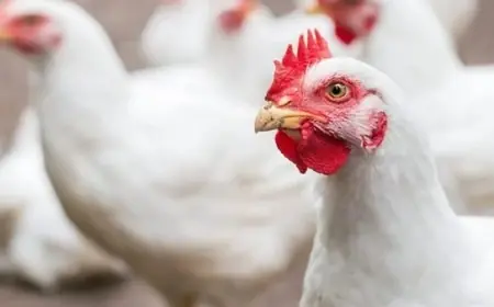 بورصة الدواجن اسعار الفراخ البيضاء اليوم الجمعة 7 يونيو 2024 سعر كرتونة البيض