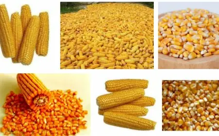 البيضاء والصفراء .. سعر الذرة اليوم الاثنين 6 مايو 2024 في الأسواق المصرية