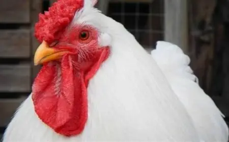 بورصة الدواجن اليوم اسعار الفراخ البيضاء والحمراء اليوم الثلاثاء 7 مايو 2024 واخر سعر كرتونة البيض