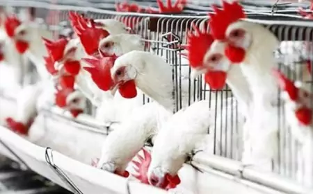 بورصة الدواجن اليوم اسعار الفراخ البيضاء اليوم الاربعاء 8 مايو 2024 واخر سعر كرتونة البيض