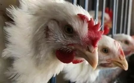 بورصة الدواجن اسعار الفراخ البيضاء اليوم السبت 18  مايو 2024 سعر كرتونة البيض