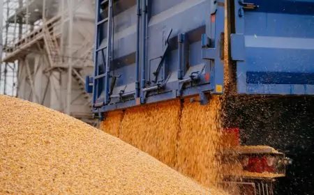 البيضاء والصفراء .. اسعار الذرة اليوم الخميس 9 مايو 2024 في الأسواق المصرية