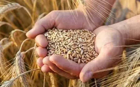 سعر أردب القمح اليوم في السوق السوداء السبت 11 مايو 2024 مصر