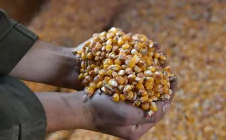 سعر طن الذرة الصفراء اليوم في مصر السبت 11 مايو 2024 واخر اسعار الذرة البيضاء