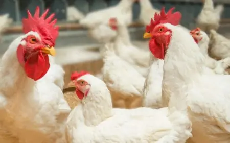 بورصة الدواجن اليوم سعر الفراخ البيضاء الاحد 12 مايو 2024 سعر كيلو البانيه وكرتونة البيض