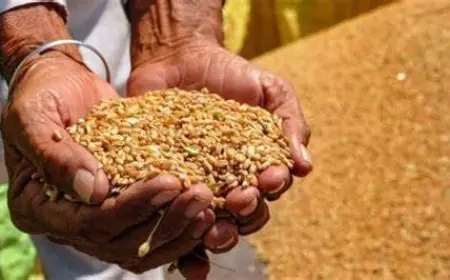 سعر أردب القمح اليوم في السوق السوداء الاثنين 13 مايو 2024 جمهورية مصر العربية