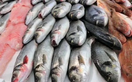 أسعار السمك اليوم ..  ماذا تعني للمستهلك؟