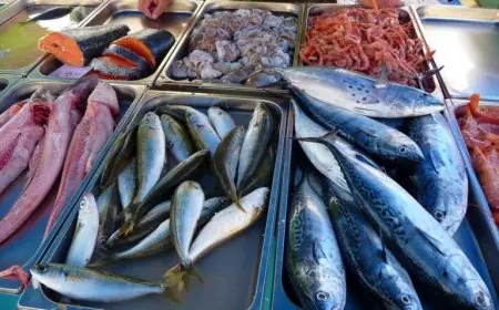 اسعار السمك اليوم في مصر الاثنين 13 مايو 2024 سعر سمك البلطي في المحلات