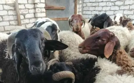 الكل هيضحي في العيد .. أسعار الأضاحي اليوم قبل عيد الاضحى المبارك 2024