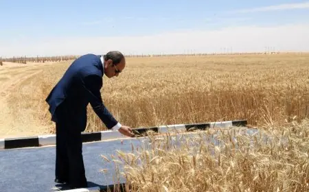 السيسي يفتتح موسم حصاد القمح 2024 مشروع مستقبل مصر .. سعر أردب القمح اليوم بكام ؟