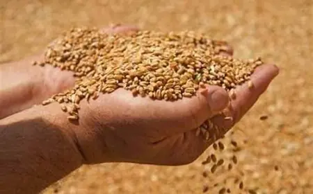 سعر أردب القمح اليوم في السوق السوداء الثلاثاء 14 مايو 2024 توريد وزارة التموين