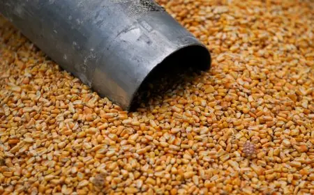 سعر طن الذرة الصفراء اليوم في مصر الاربعاء 15 مايو 2024 واخر اسعار الذرة البيضاء والعويجة