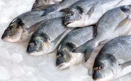 اسعار السمك اليوم البلطي في مصر السبت 18 مايو 2024 سوق العبور للاسماك