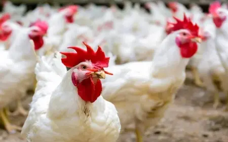 بورصة الدواجن اسعار الفراخ البيضاء اليوم الثلاثاء 28 مايو 2024 سعر كرتونة البيض