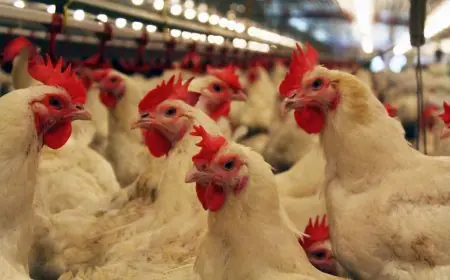 بورصة الدواجن اسعار الفراخ البيضاء اليوم الخميس 23 مايو 2024 سعر كرتونة البيض