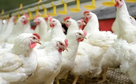 بورصة الدواجن اليوم اسعار الفراخ البيضاء الجمعة 24 مايو 2024 سعر كرتونة البيض