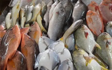 اسعار السمك اليوم البلطي في مصر الخميس 23 مايو 2024 سوق العبور للاسماك