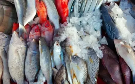 المكرونة والبلطي.. اسعار السمك اليوم الاثنين 1 يوليو 2024 في سوق العبور والسوق المحلي للاسماك