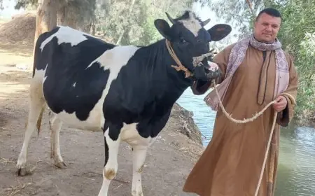 لو ناوي تضحي .. تعرف على اسعار العجول البقري الصغيرة اليوم في مصر