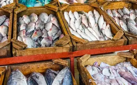 البلطي والبوري.. اسعار السمك اليوم للمستهلك الاربعاء 3 يوليو 2024 في سوق جملة العبور للاسماك