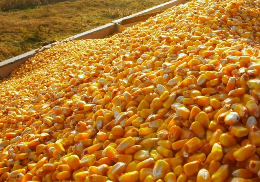 اسعار الذرة الصفراء اليوم الاربعاء 8 مايو 2024 سعر طن الذرة البرازيلي والأرجنتيني والأوكراني