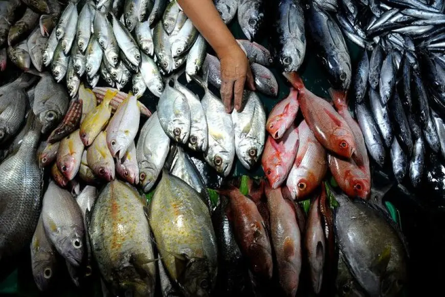 اسعار السمك اليوم البلطي في مصر الاحد 12 مايو 2024 سوق العبور للاسماك