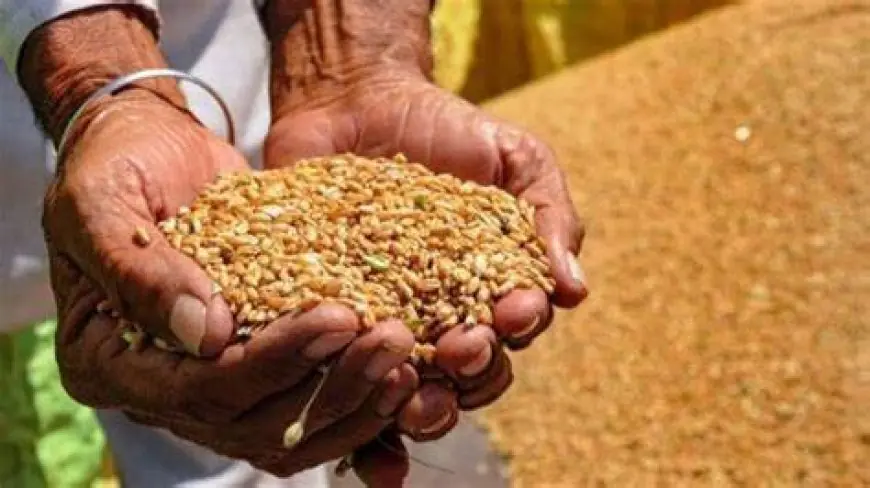 سعر أردب القمح اليوم في السوق السوداء الاثنين 13 مايو 2024 جمهورية مصر العربية