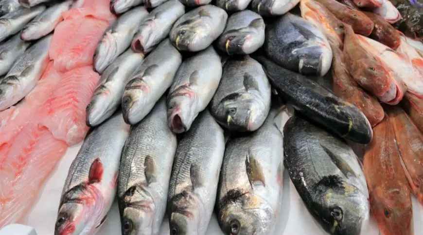أسعار السمك اليوم ..  ماذا تعني للمستهلك؟