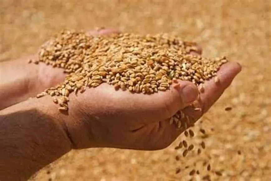 سعر أردب القمح اليوم في السوق السوداء الثلاثاء 14 مايو 2024 توريد وزارة التموين