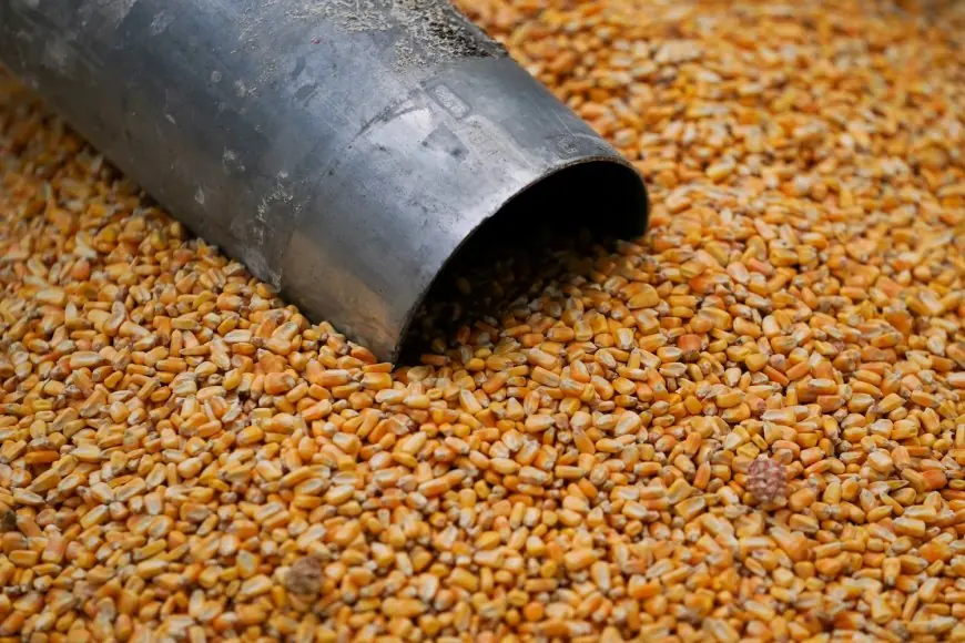 سعر طن الذرة الصفراء اليوم في مصر الاربعاء 15 مايو 2024 واخر اسعار الذرة البيضاء والعويجة