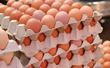 البيضة سعرها رفع .. سعر كرتونة البيض الأحمر اليوم الثلاثاء 4 يونيو 2024 في الأسواق