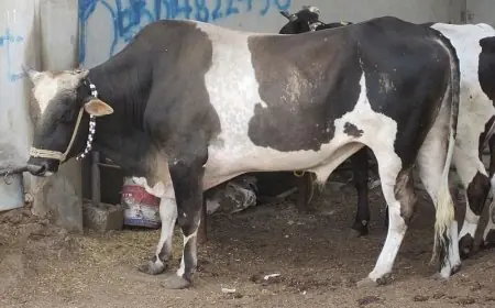 لو هتضحي السنة دي .. سعر الكيلو العجول قائم اليوم 5 يونيو 2024 في كافة الأسواق والمزارع