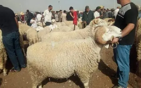 هتضحي للعيد .. اسعار كباش العيد اليوم الخميس 6 يونيو 2024 في محلات الجزارة والمزارع