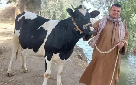 الأضحية بكام في السوق .. سعر كيلو البقر قائم النهاردة في اسواق العجول للاضاحي