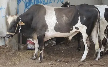 استعد لعيد الأضحى 2024 .. أسعار الأضاحي المخفضة من وزارة الزراعة اليوم واخر سعرالعجول  البقر القائم