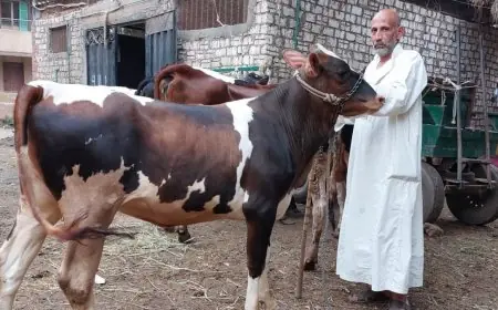 أسعار الأضاحي اليوم .. سعر كيلو العجول قائم اليوم في مصر داخل الاسواق والمحلات