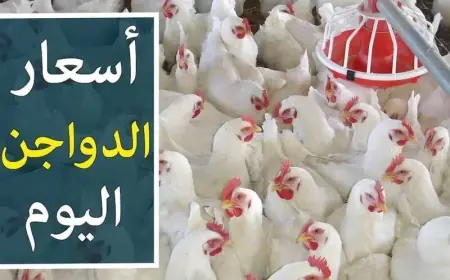 سعر كيلو الفراخ بكام؟.. أسعار الفراخ البيضاء اليوم الاربعاء 14 اغسطس 2024 وفق بيان بورصة الدواجن المصرية
