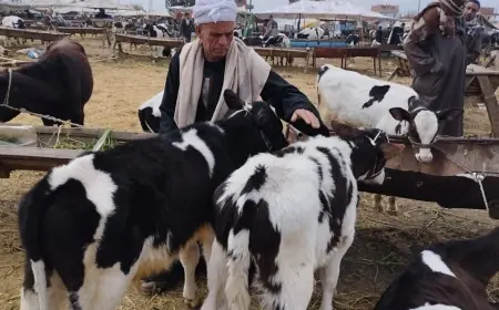 الحق اشتري لحمة العيد.. اسعار العجول البقري قائم النهاردة في جميع منافذ وزارة الزراعة