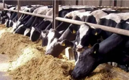 ما تفوتش الفرصة.. سعر الكيلو العجول قائم اليوم في الاسواق والمزارع واخر اسعار الاضاحي في مصر