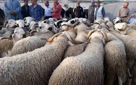 العيد على الأبواب.. أسعار الخروف والأضاحي 2024 في المزارع والاسواق المصرية